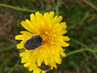 Dark Flower Scarab (ph. Mrugala F., Chiroubles, juin 2021)(4), 